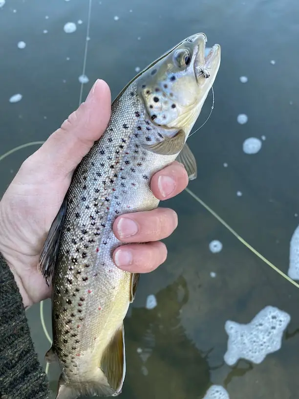 Fly fishing with ant pattern flies