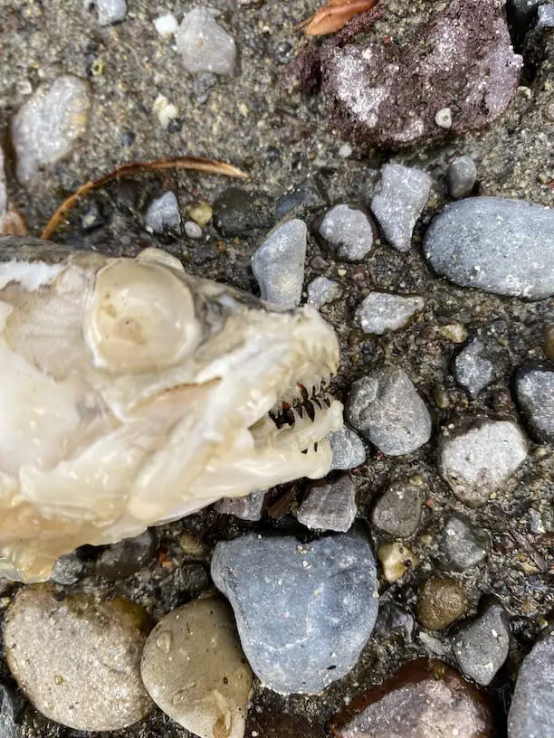 Trout skull with teeth