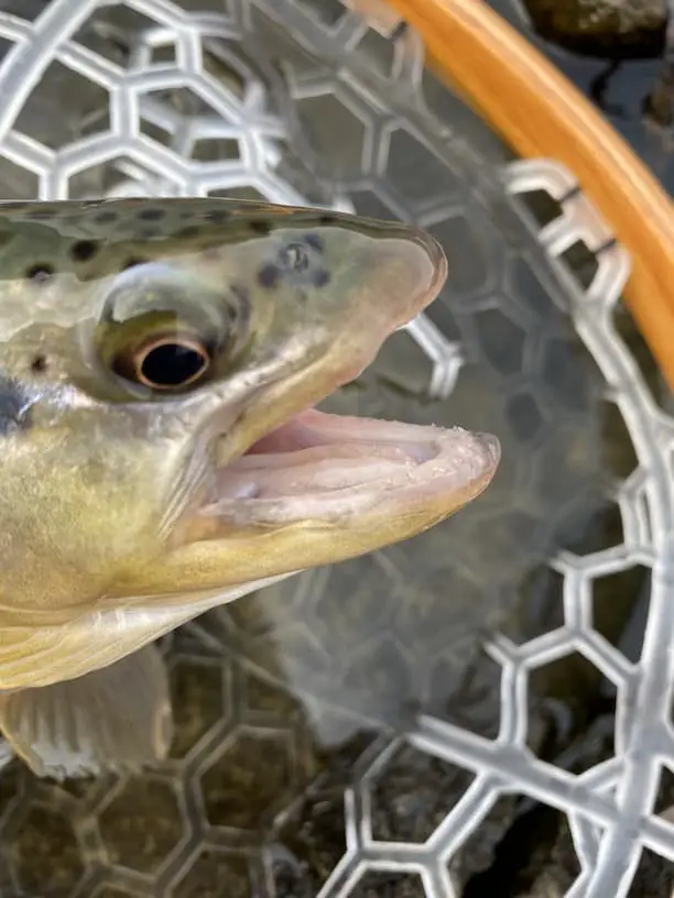 Brown trout jaws showing teeth