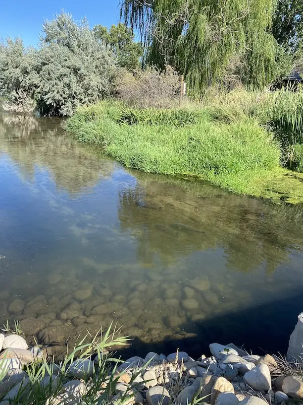 carp stream fly fishing