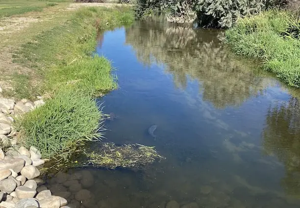 Common carp in stream