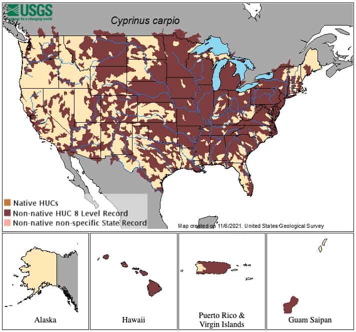 common carp range map