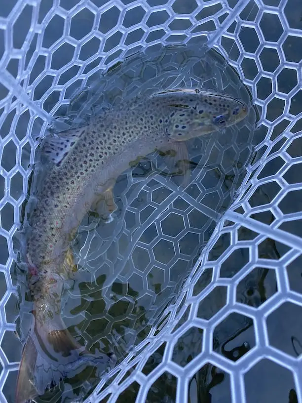 Brown trout eating ant