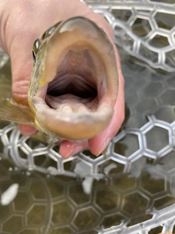 Inside brown trout mouth