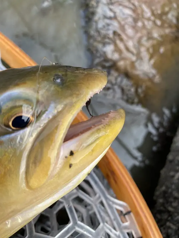 Trout teeth and open jaws