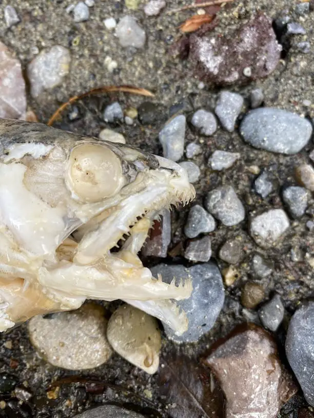 brown trout skull