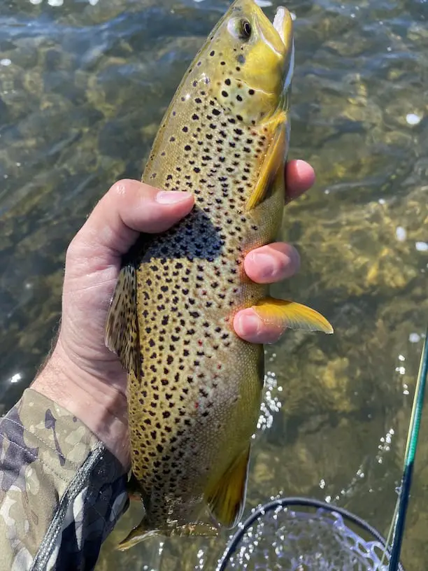 Brown trout on the fly