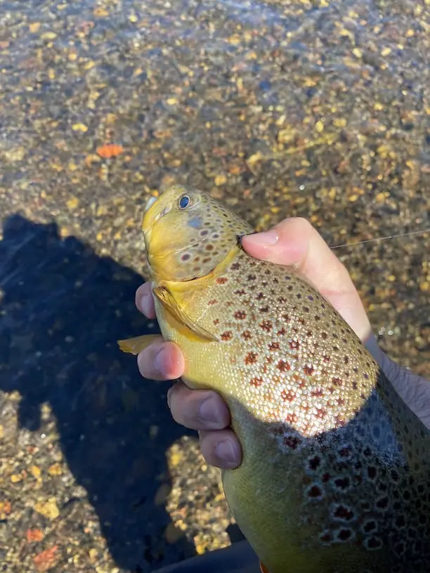 Monster brown trout