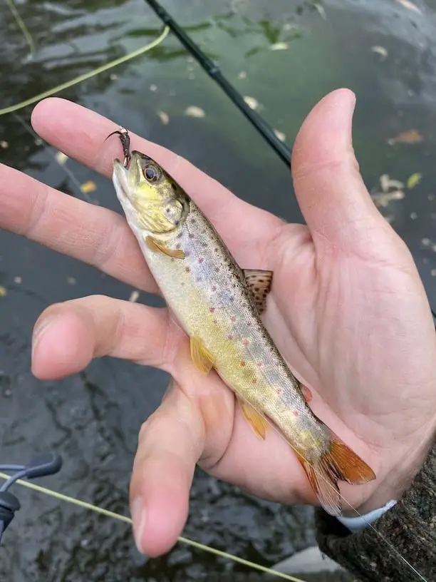 Baby brown trout
