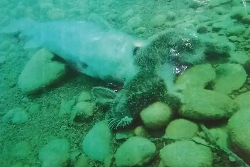 Salmo trutta eating rabbit