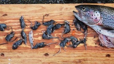 Mice in trout stomach