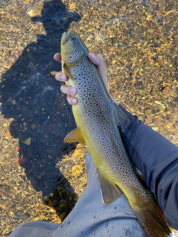 Monster brown trout nymph
