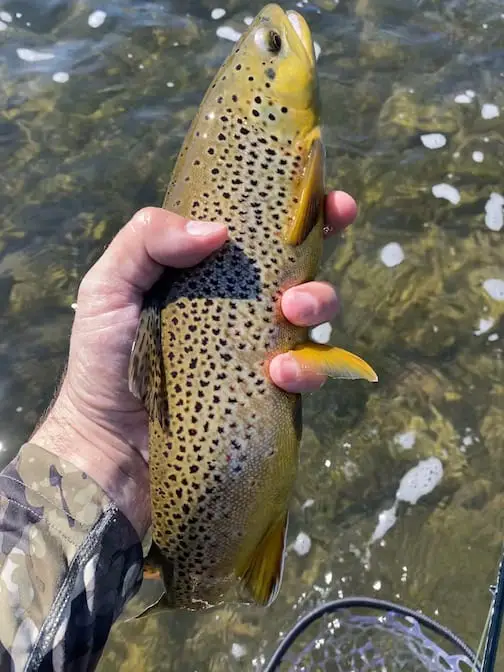 Brown trout caught fly fishing in a riffle