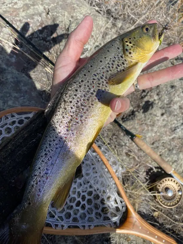 Brown trout streamer fishing