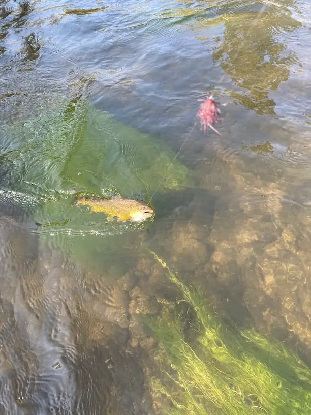 Brown trout wet fly pattern