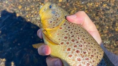 Monster brown trout