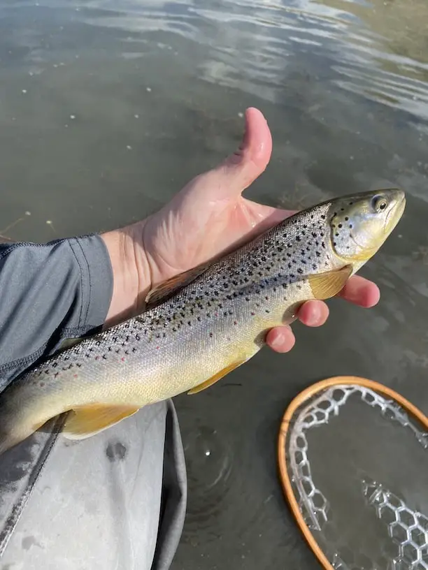 Brown trout dry flies