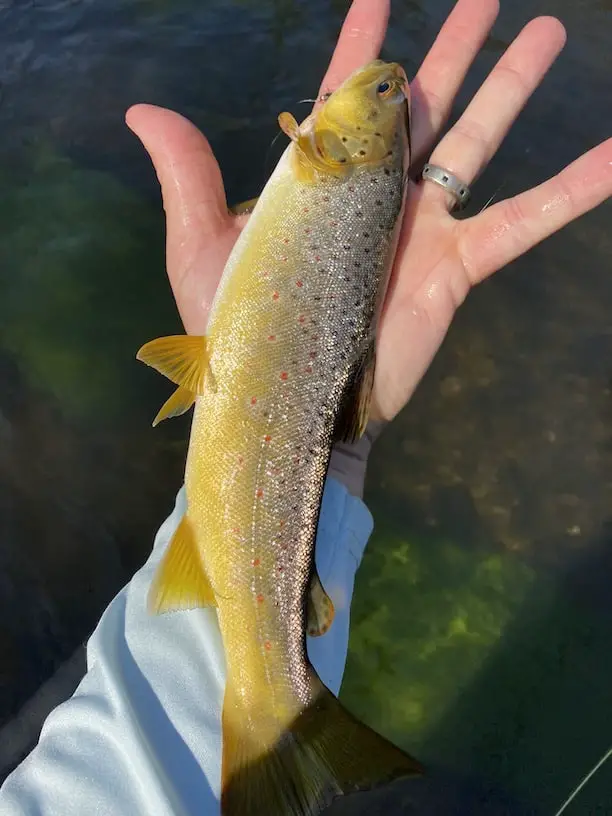 Salmo trutta fly pattern