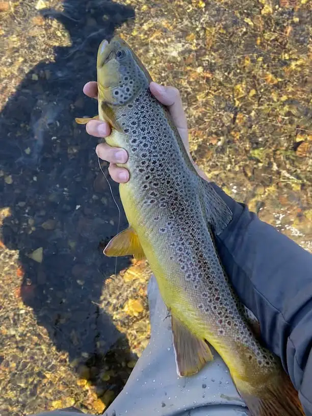 Monster brown trout caught in riffle
