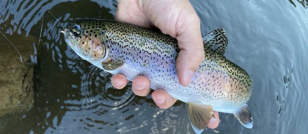 Holding a rainbow trout