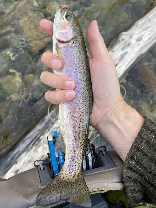 Rainbow trout landed in riffle while fly fishing