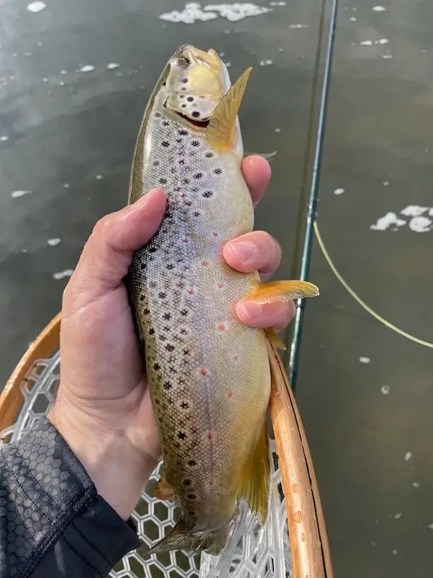 monster brown trout