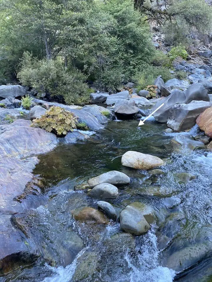 Fishing for trout in pocket water