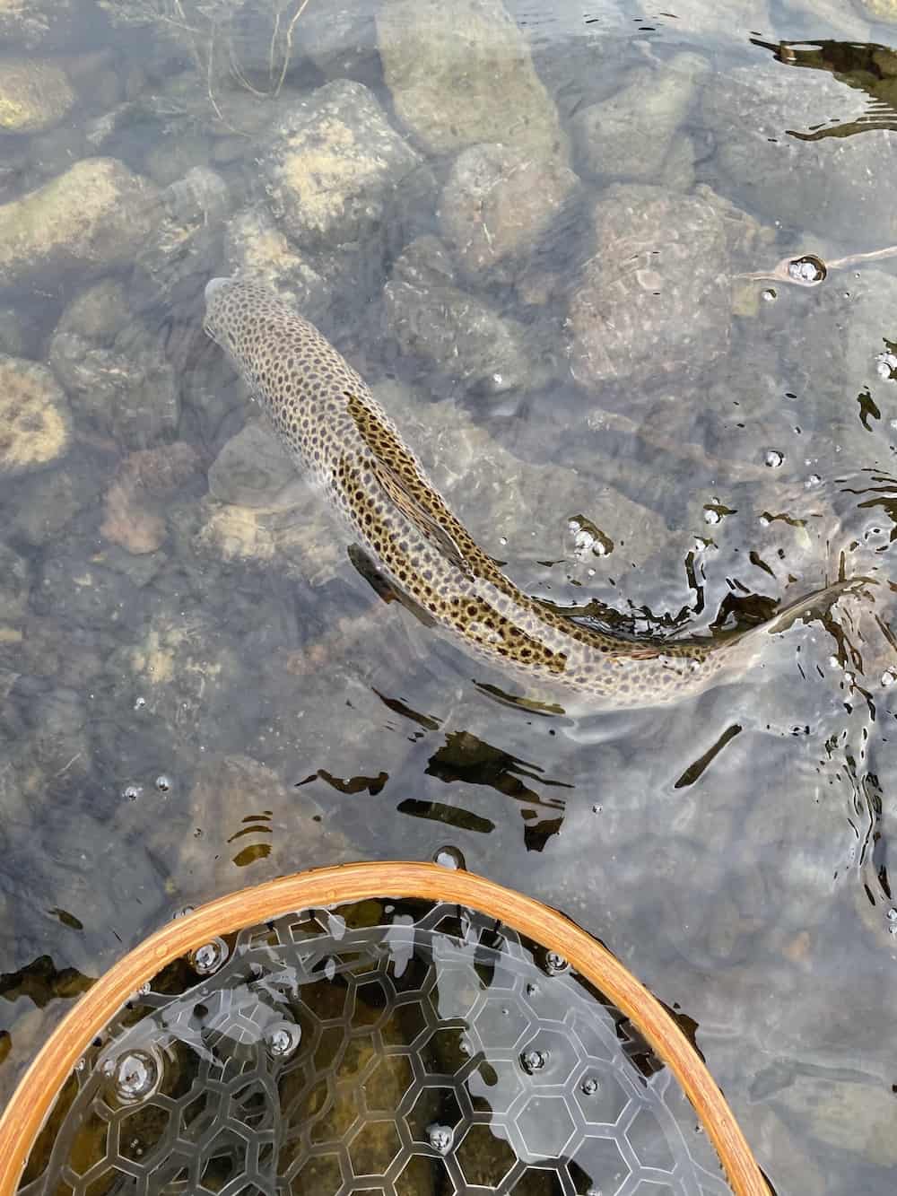 brown trout caught on fly