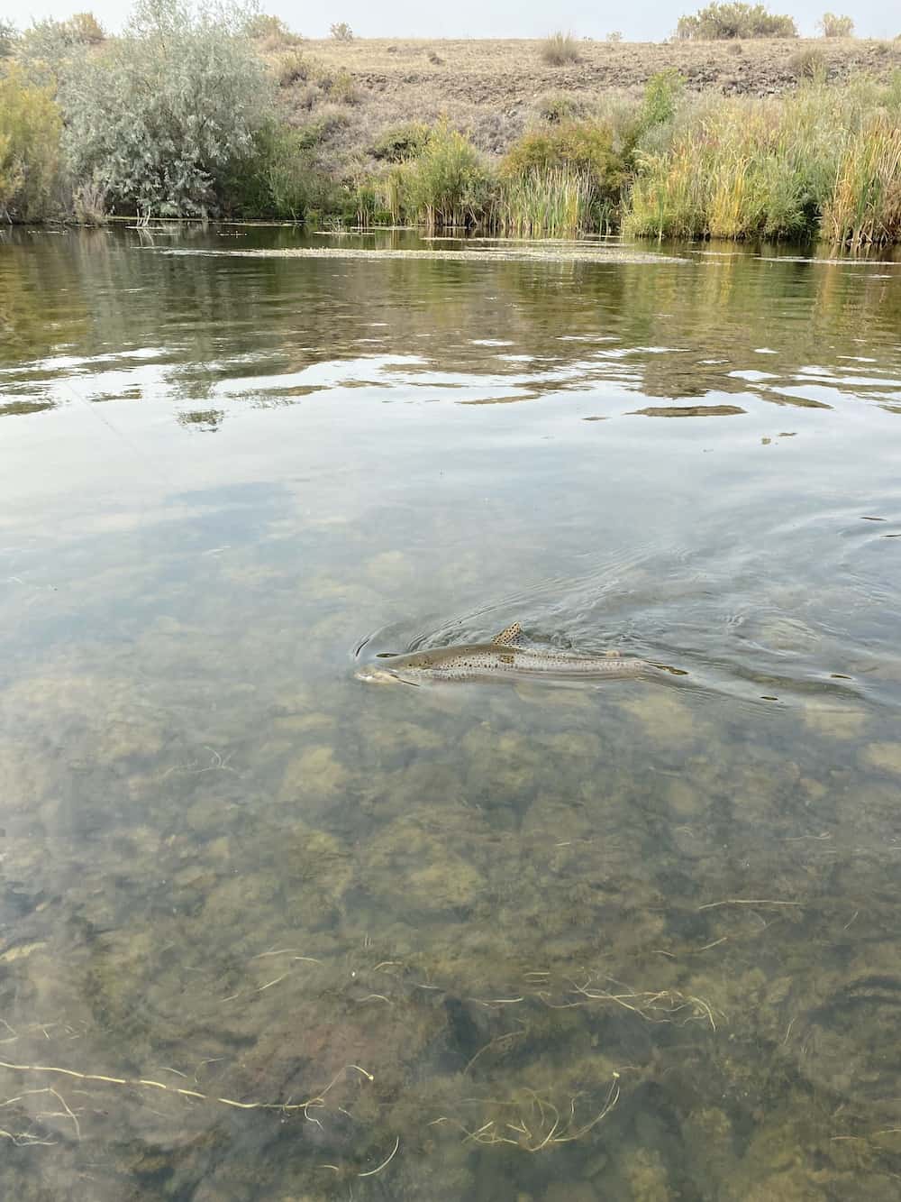 greased line fly fishing trout