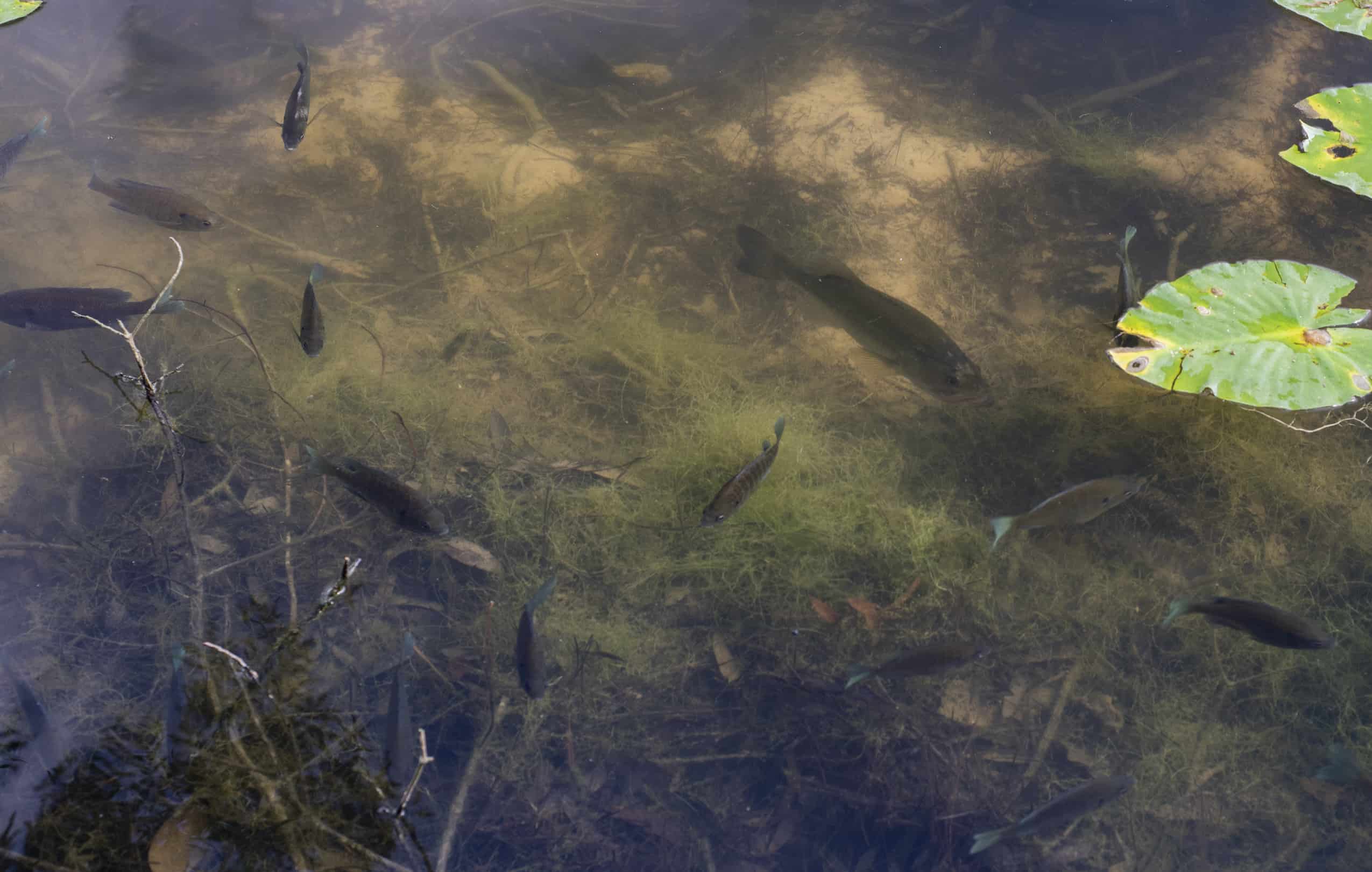 Watch BEST Day of POND Fishing! (LOADED w/ GIANT Bass) Video on