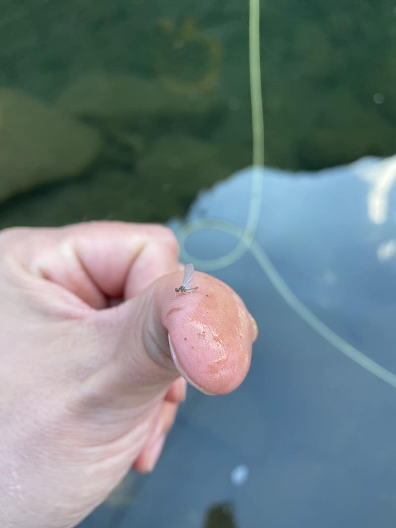 winter bwo fly fishing