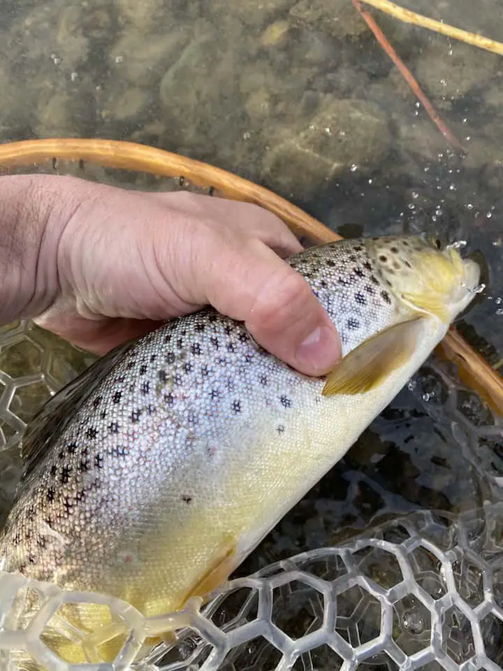 Brown trout low flows