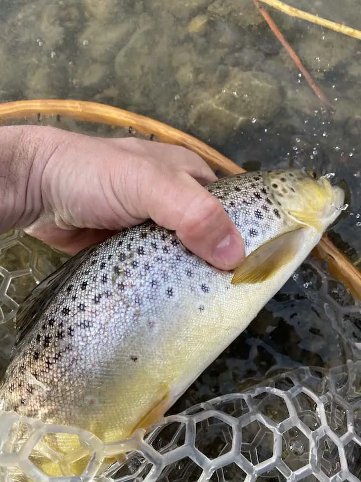brown trout caught with bwo fly