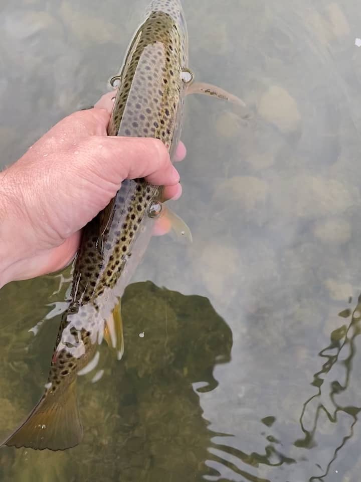murky water trout