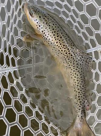 fly fishing muddy water and spring runoff