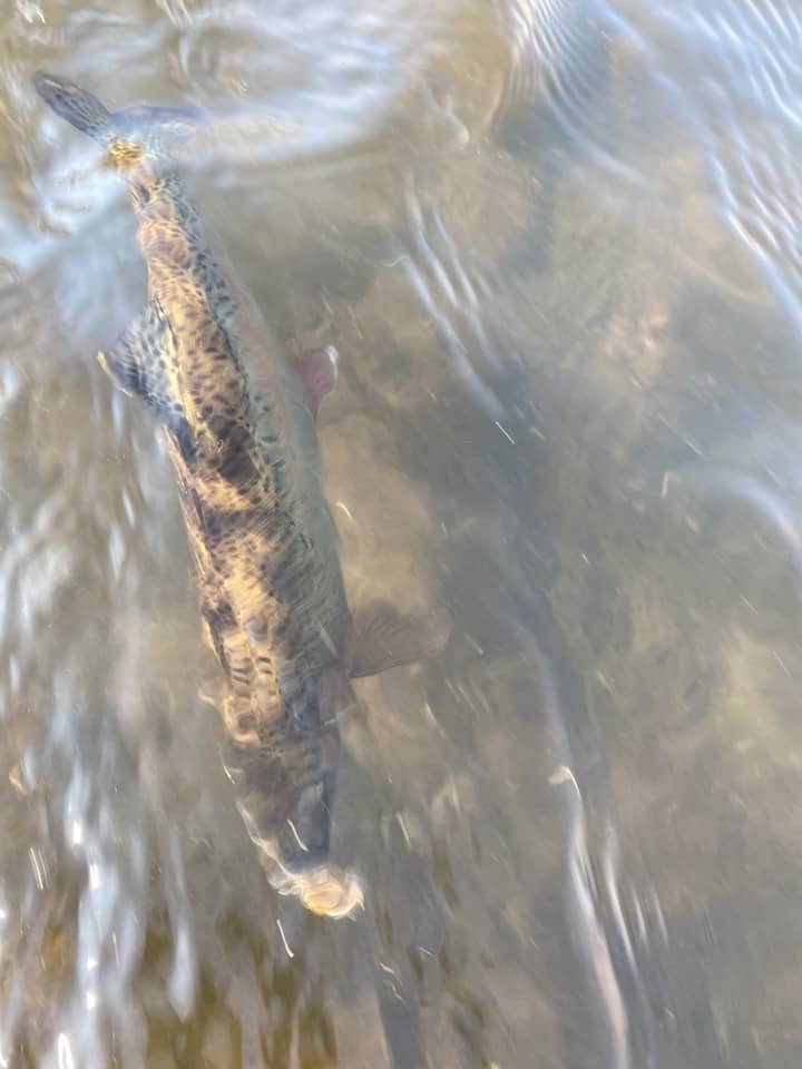 frogwater rainbow trout