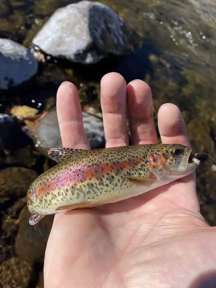 redband rainbow trout on the fly