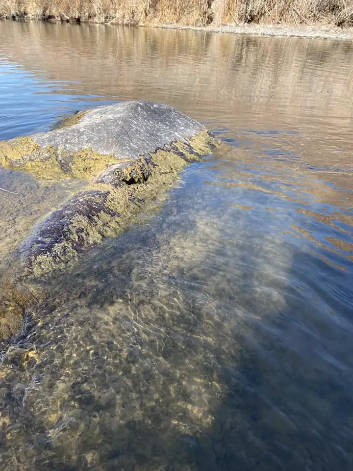 What to do with fish you're keeping while wading? : r/flyfishing