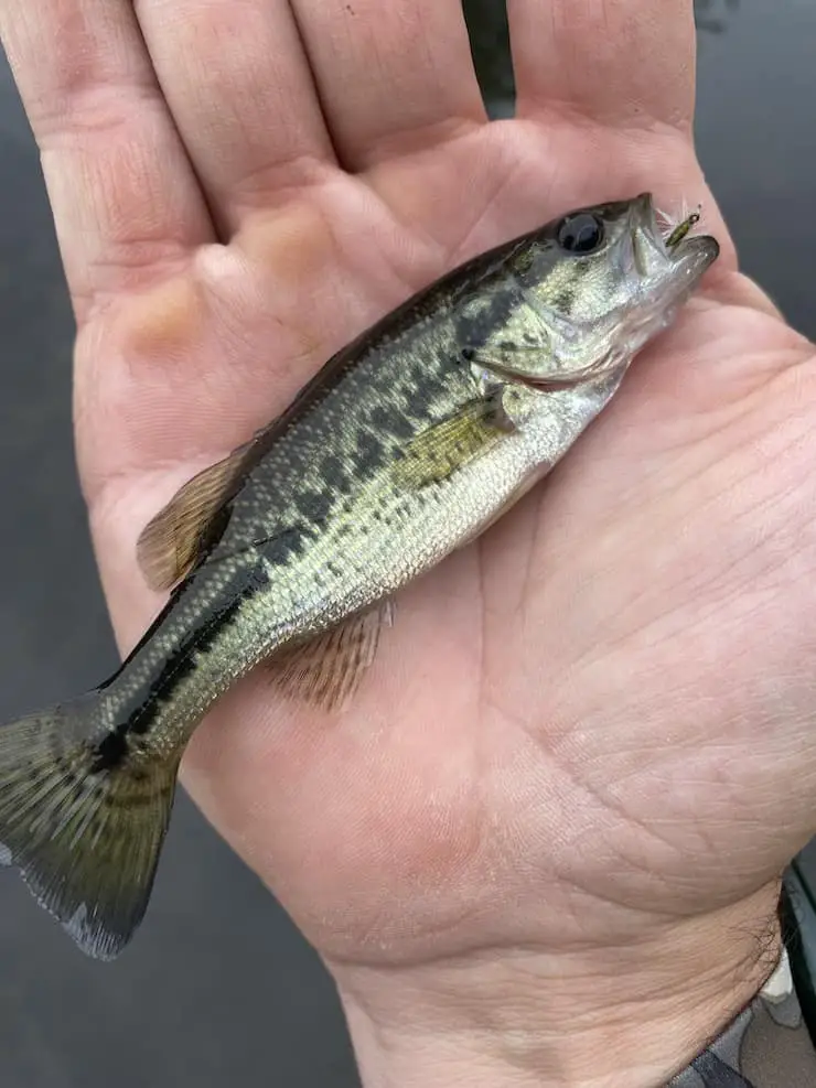 catching bass in the rain