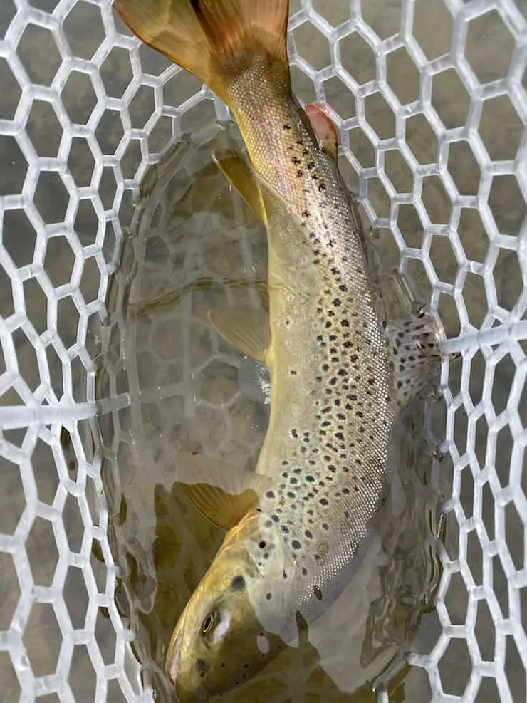 Brown trout caught fly fishing in the rain