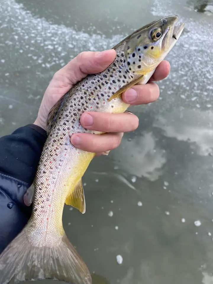 winter brown trout on a dry fly