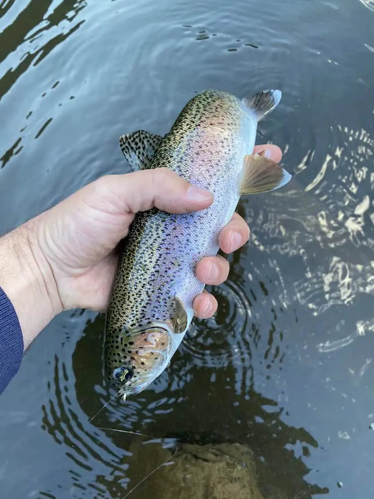 catching trout in the rain