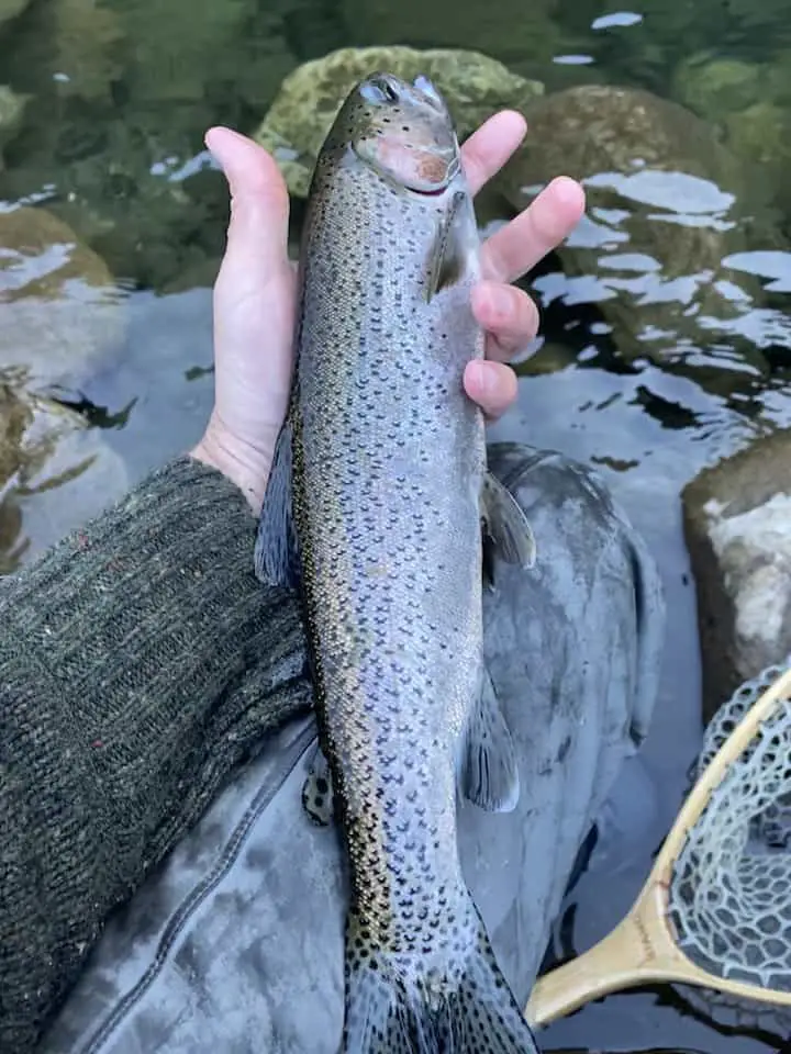 winter season rainbow trout fly fishing