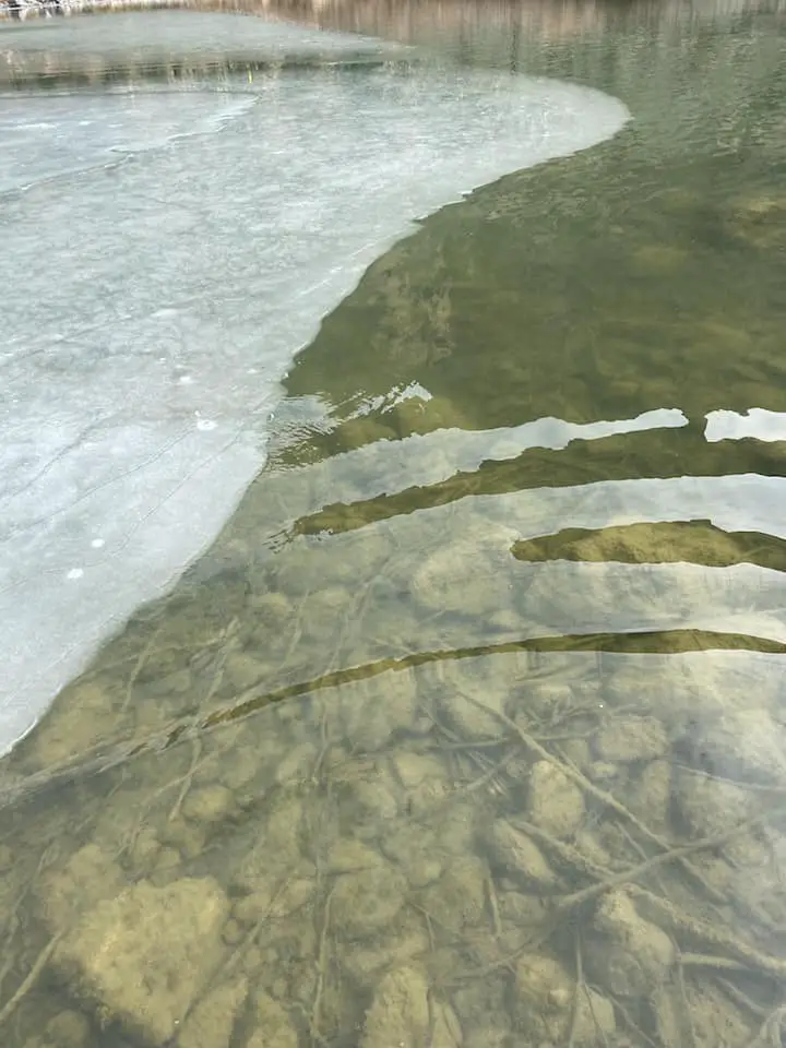 trout holding near ice