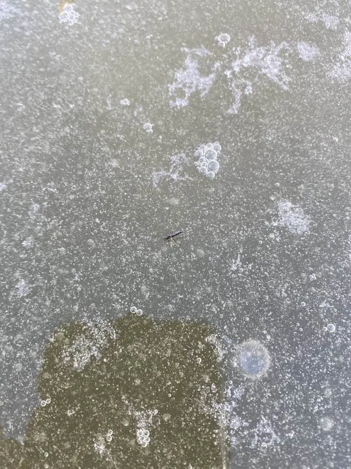 midge fly on ice
