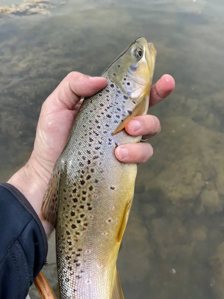 salmo trutta winter fly pattern