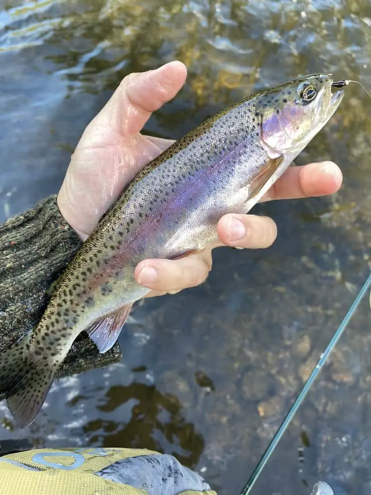 trout caught after rainstorm