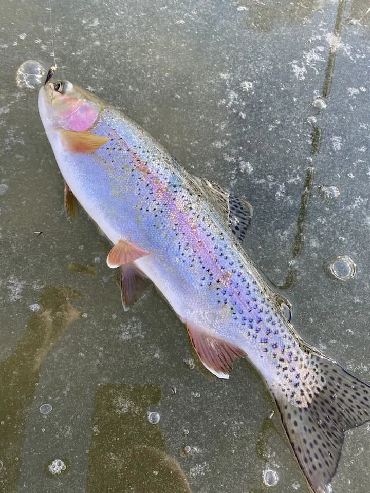 trout-caught-near-ice