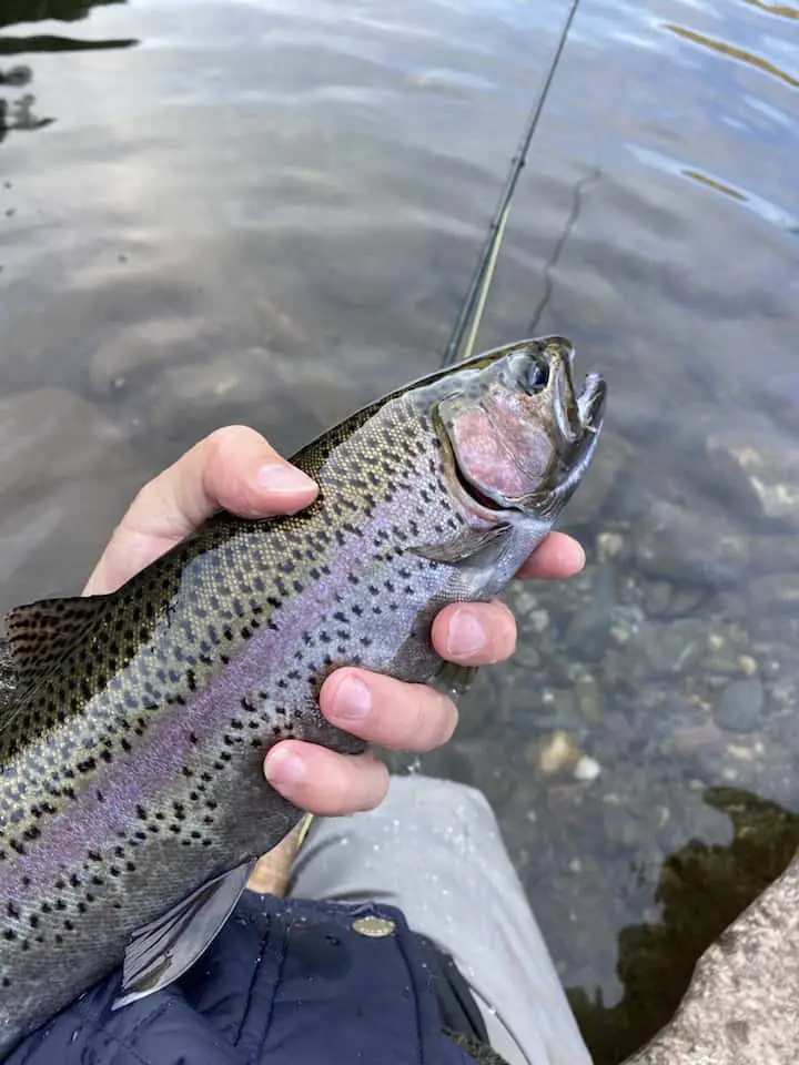 winter-rainbow-trout-on-a-fly