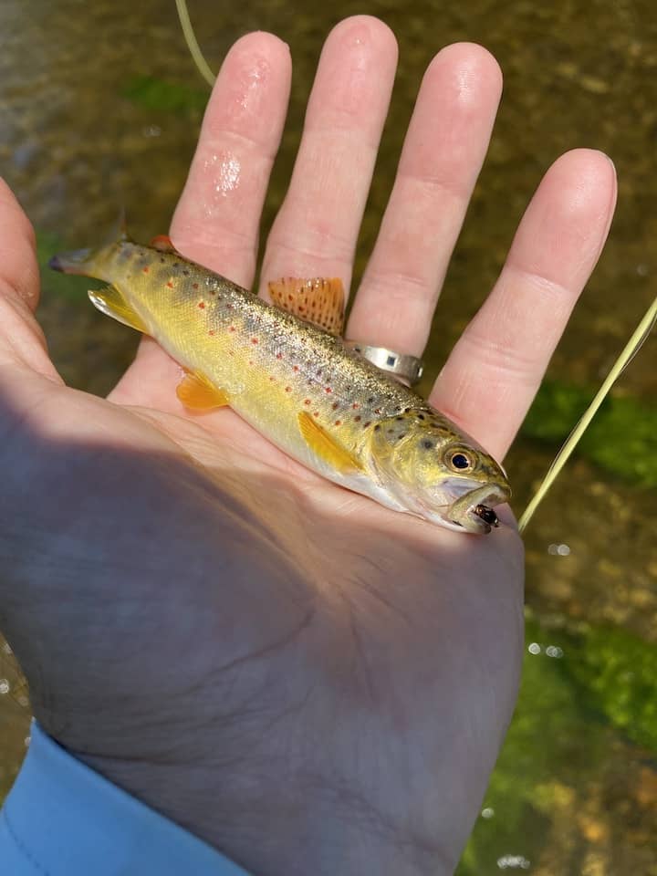 baby brown trout (salmo trutta) with red spots